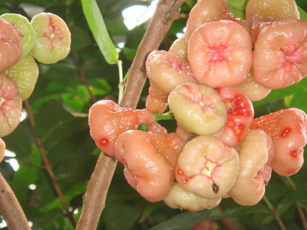 Gites De L'Ecomusee Creole Sainte-Rose Esterno foto