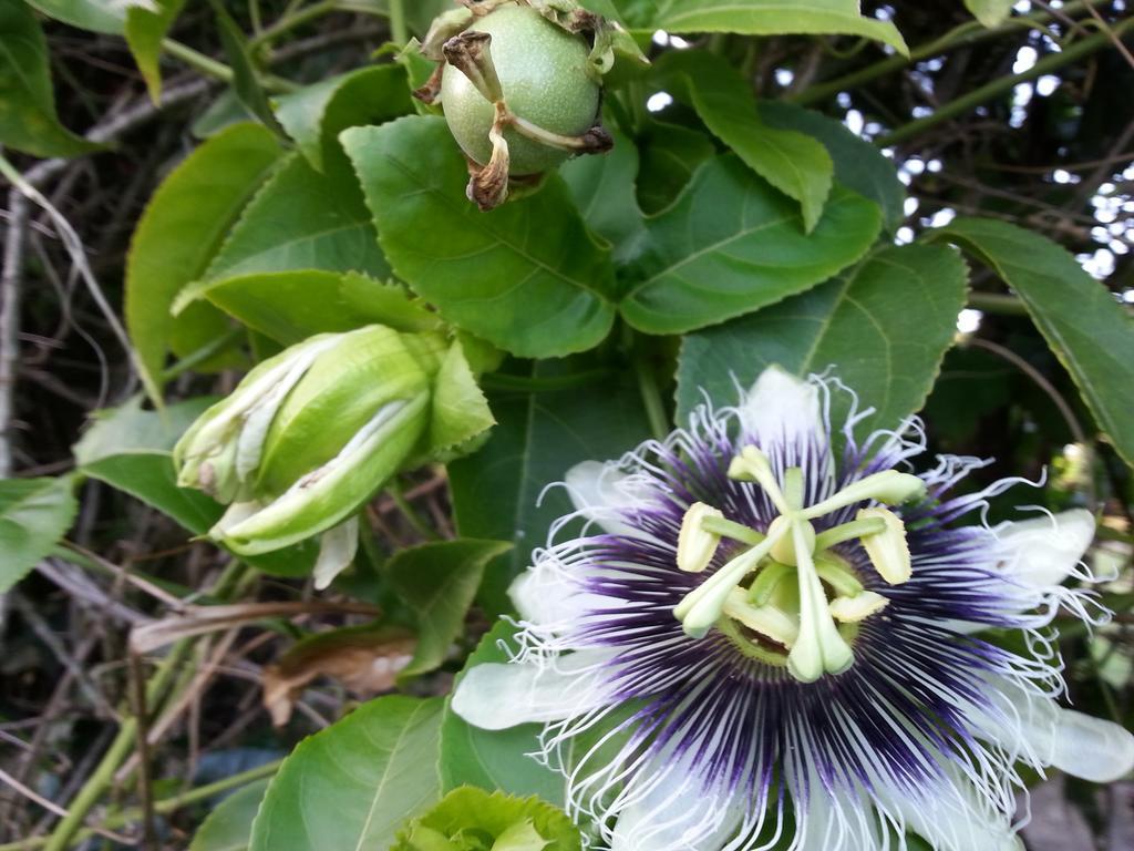 Gites De L'Ecomusee Creole Sainte-Rose Esterno foto