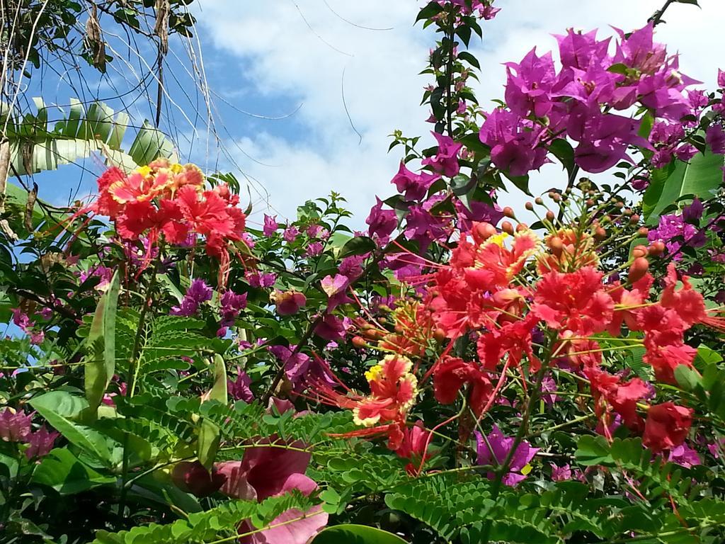 Gites De L'Ecomusee Creole Sainte-Rose Esterno foto