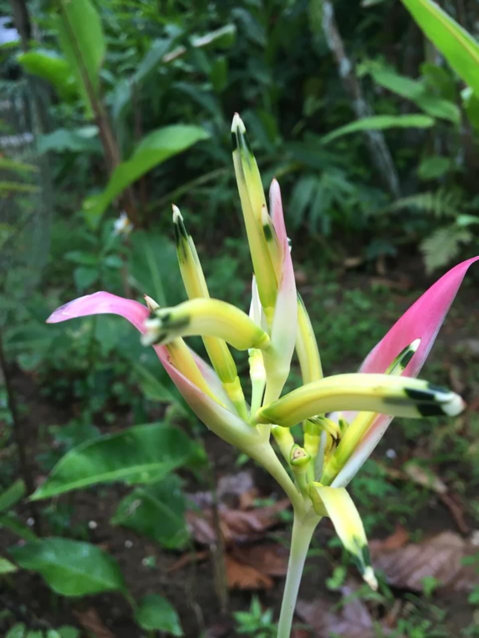 Gites De L'Ecomusee Creole Sainte-Rose Esterno foto