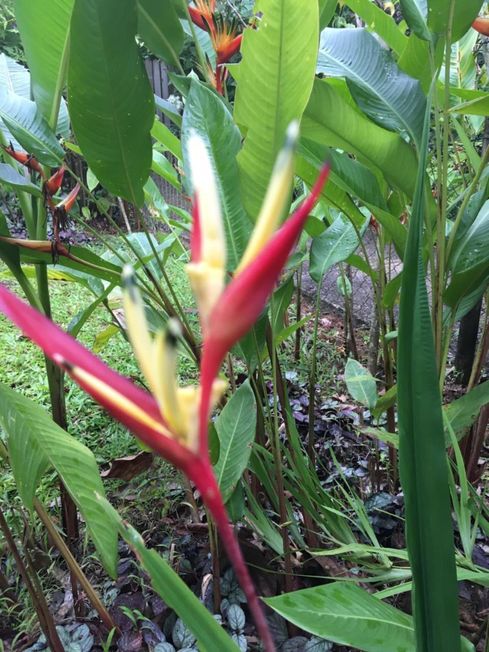 Gites De L'Ecomusee Creole Sainte-Rose Esterno foto