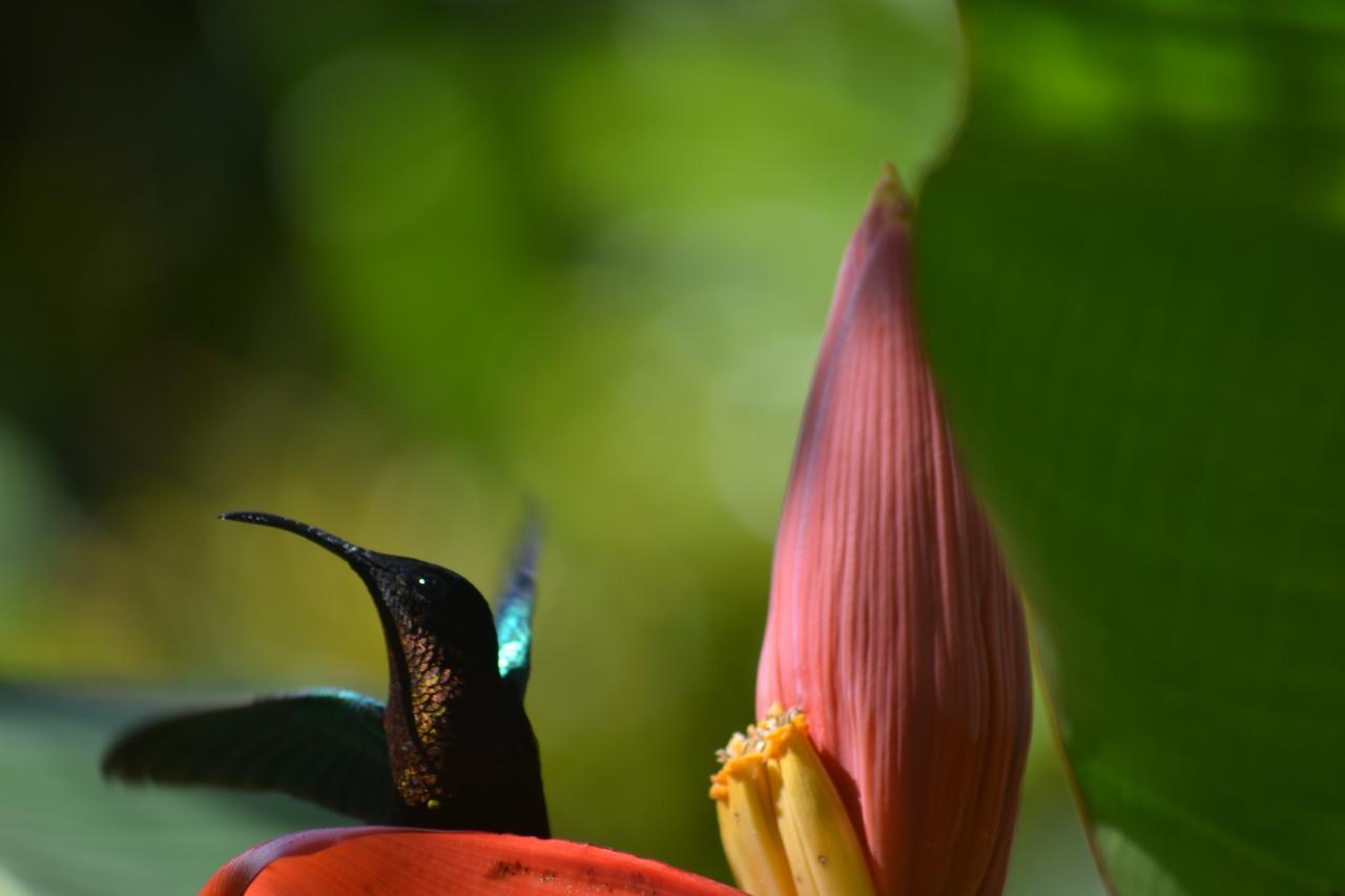 Gites De L'Ecomusee Creole Sainte-Rose Esterno foto